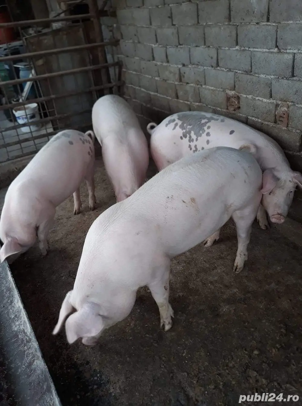 vand porc 115-125kg crescut natural