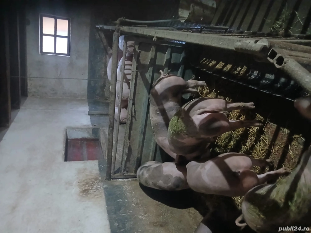 Porci pietren si marele alb 