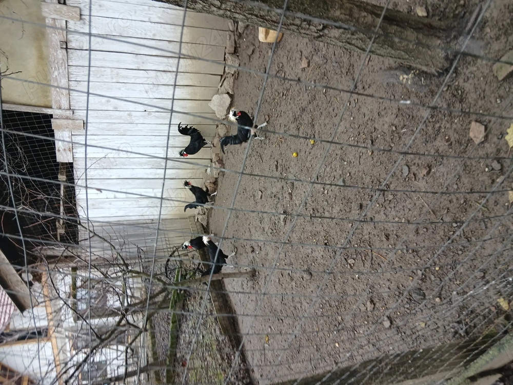 Vand 5 cocosei motat olandez an 2025