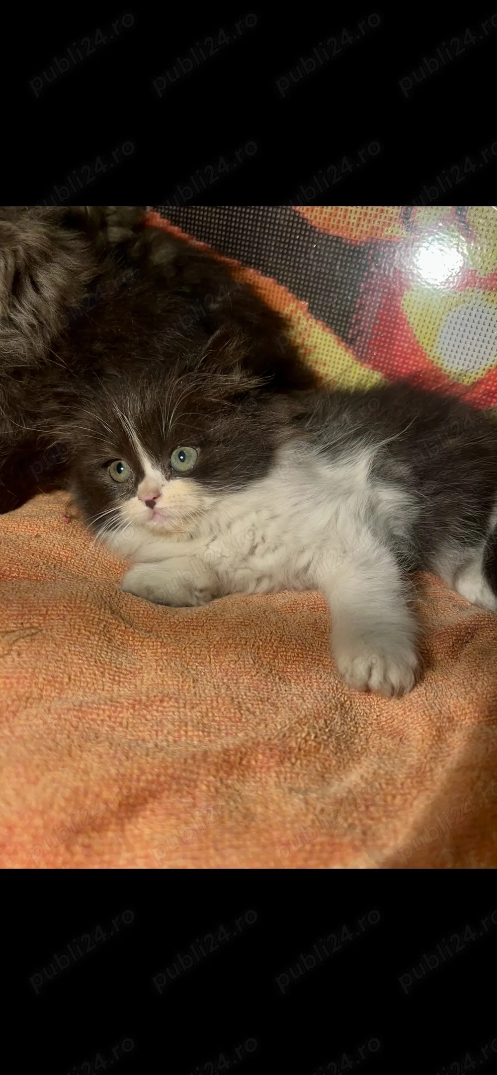 Pui de pisică de Himalaya