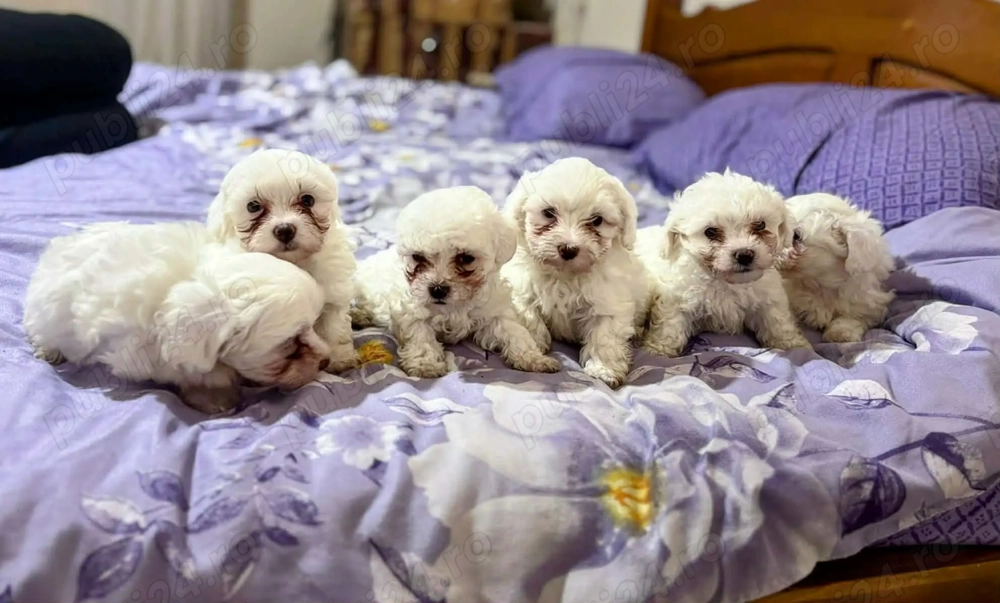 Bichon maltese caută căsuța!