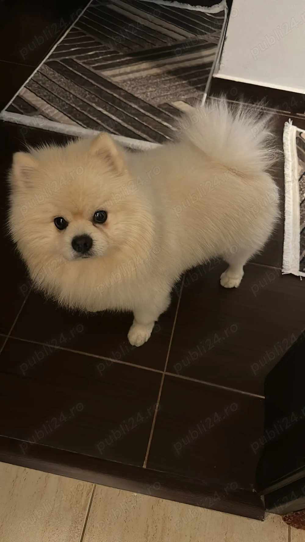 Vand câine pomeranian