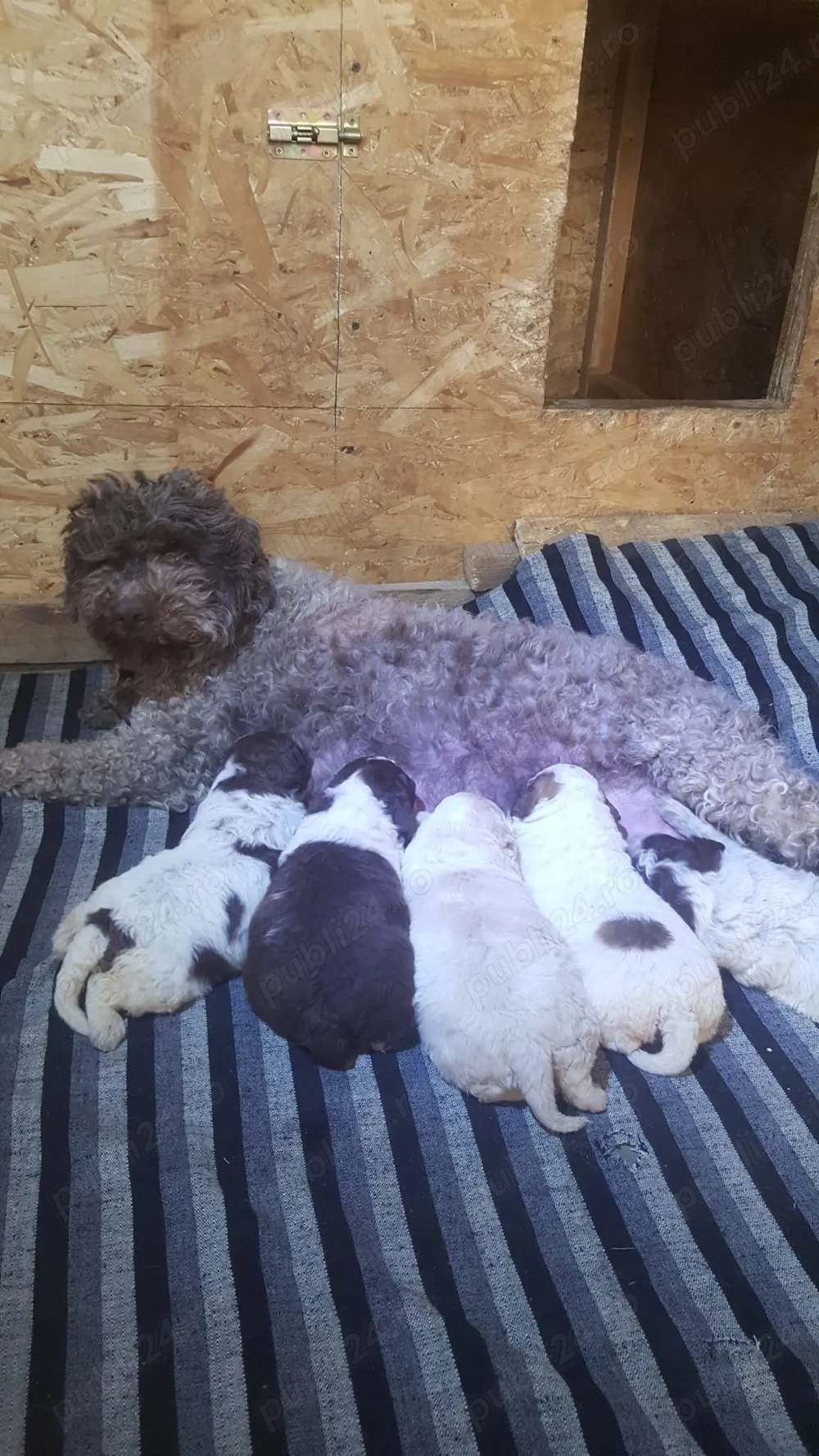 vand pui lagotto romagnolo din parinti  cu pedigree