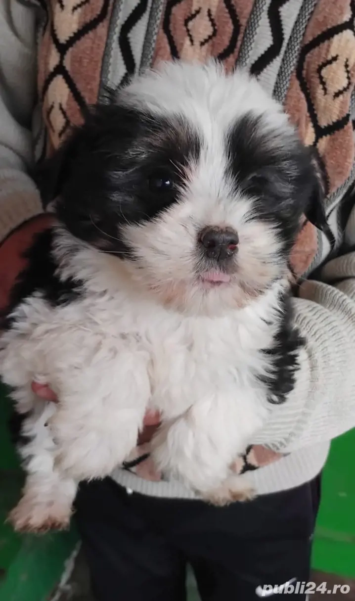 băiețel bichon havanez 