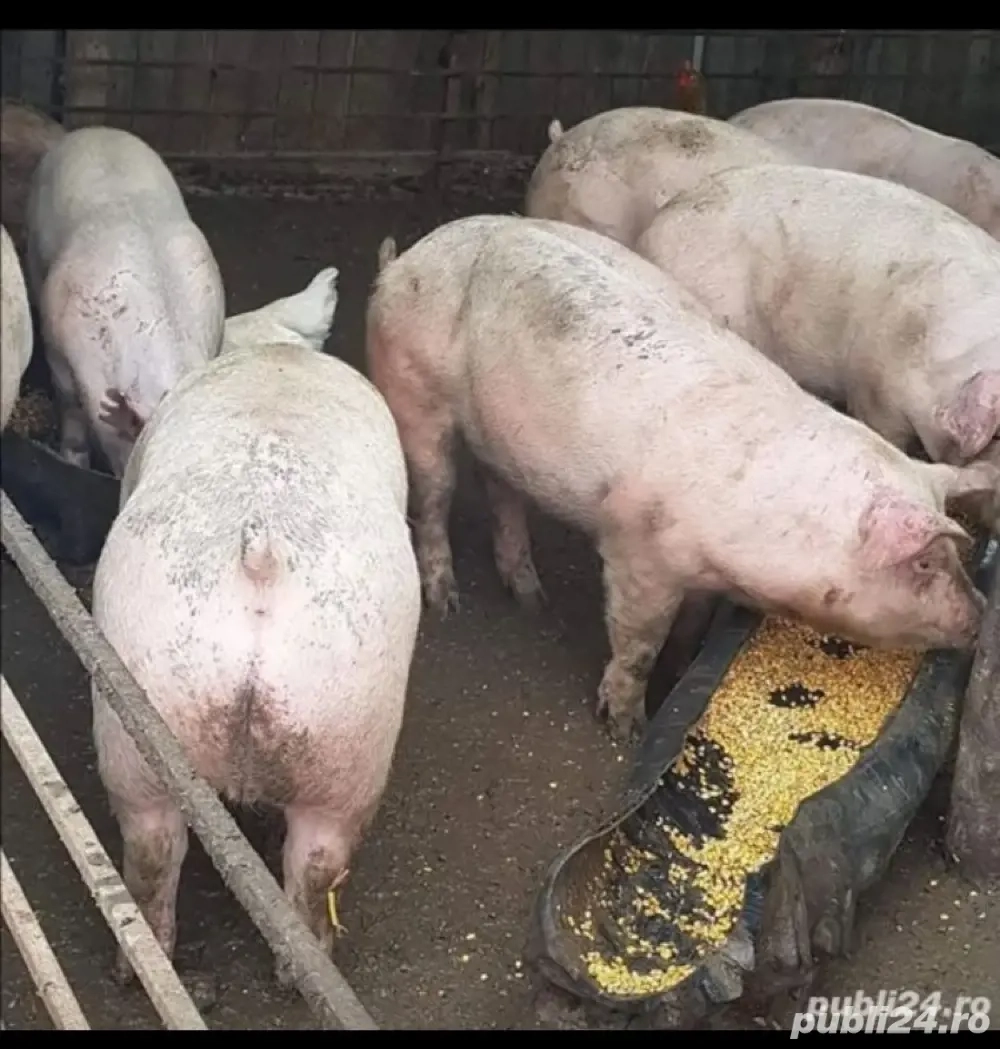 Porcii de carne! Asigur transport! 15 lei kg