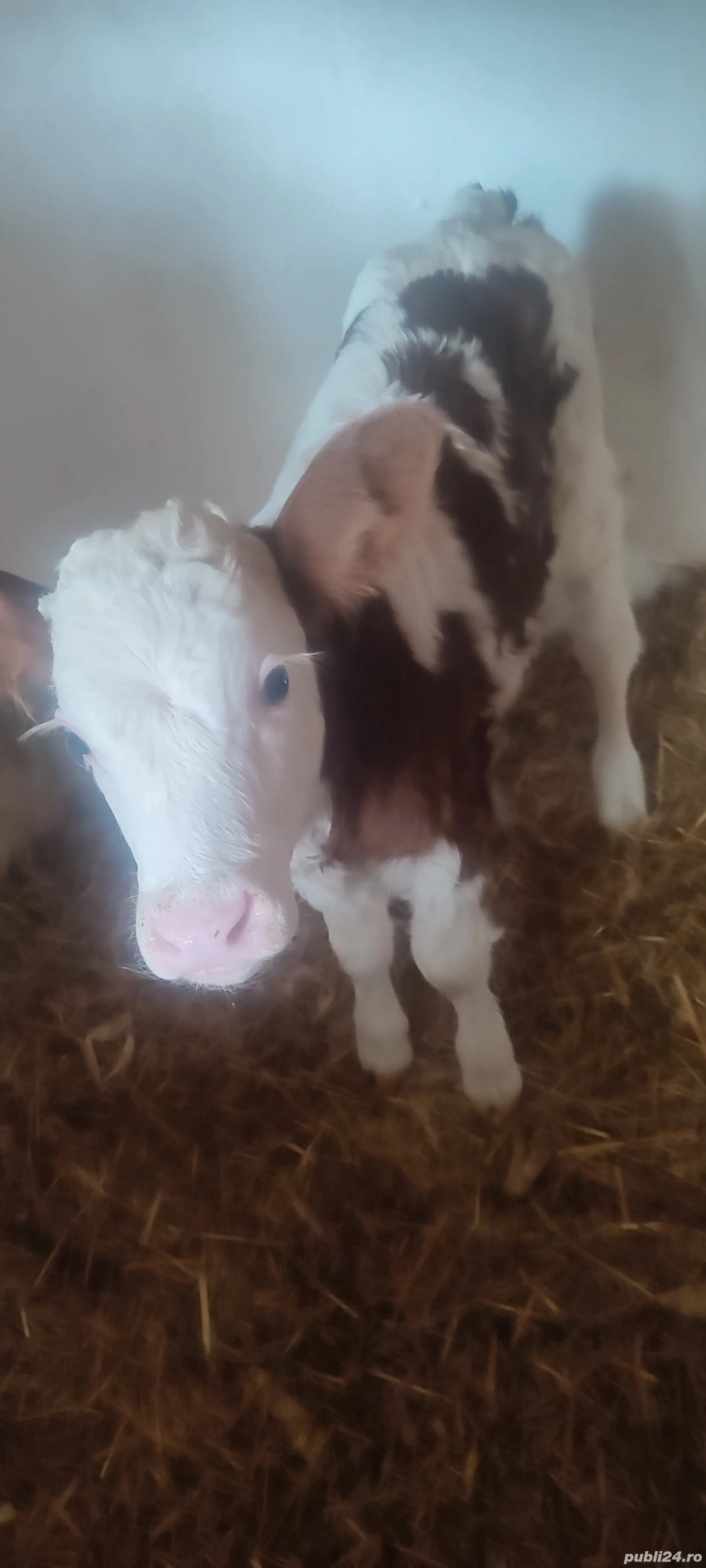 vand o vitelusa baltata romaneasca