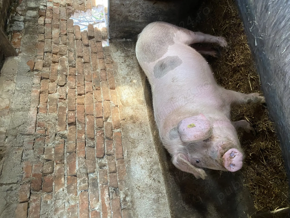 Vând porci crescuți natural fără concentrate