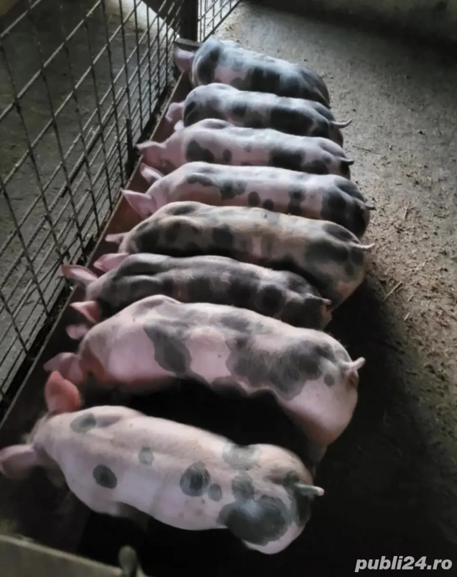purcei de vânzare 
