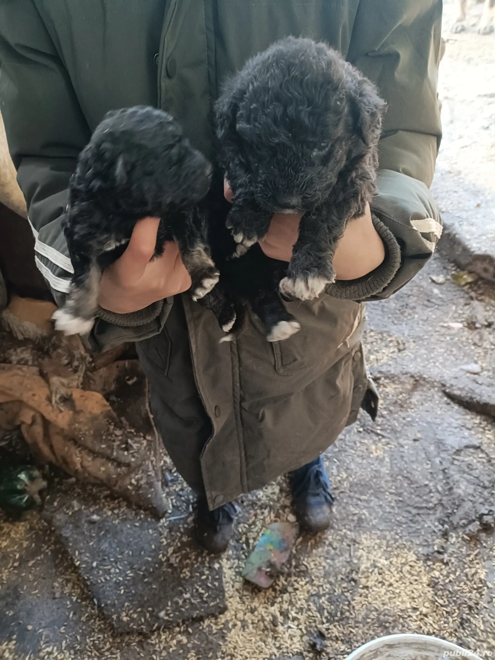 de vânzare căței întorcători