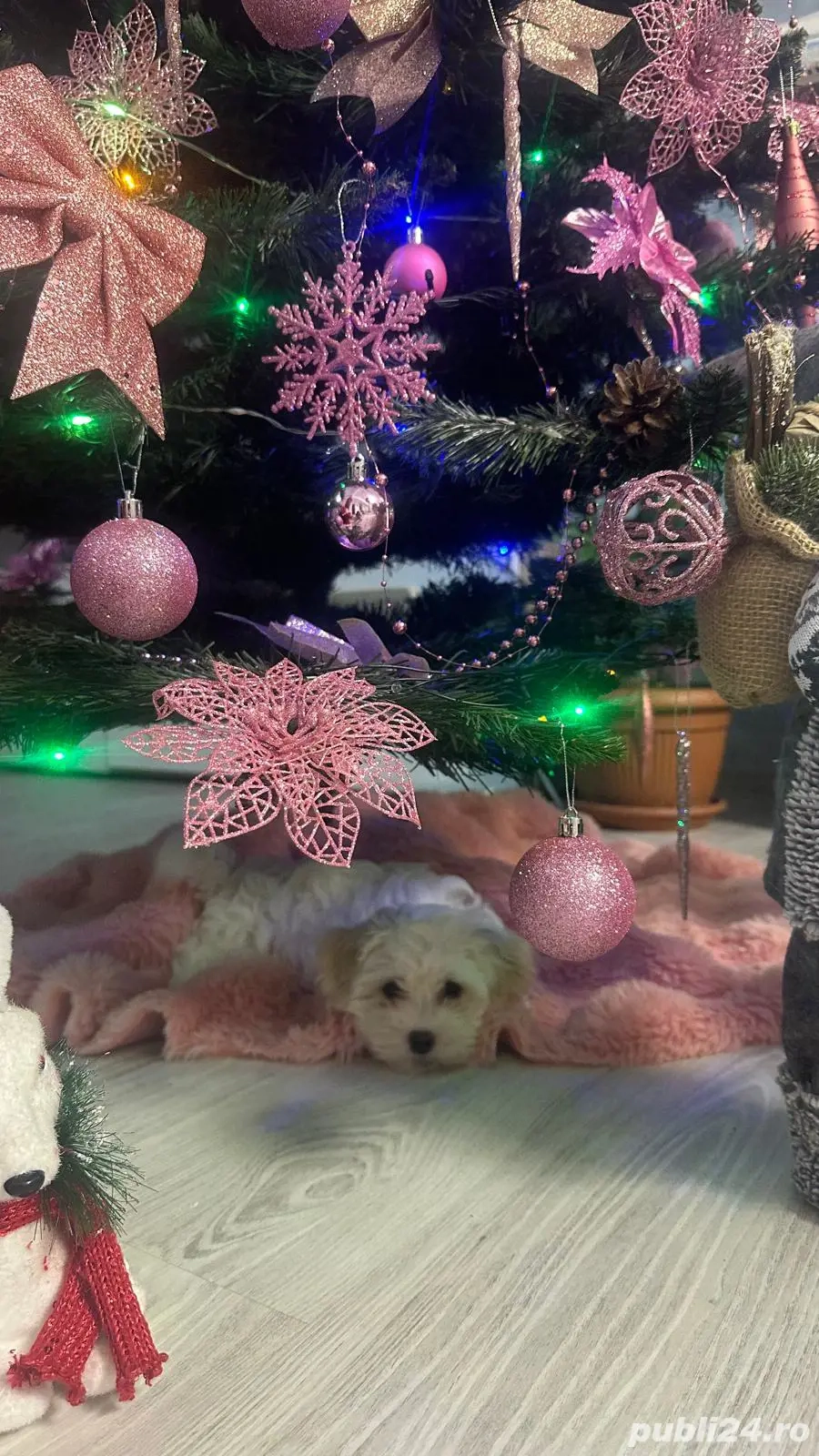 Cadoul perfect de CRĂCIUN 