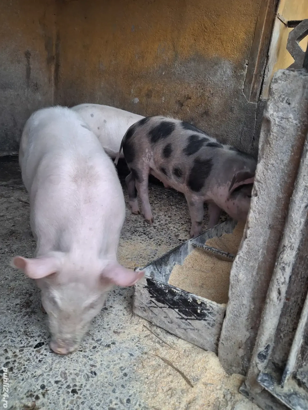 de vânzare 3 masculi 13 săptămâni ofer transport 