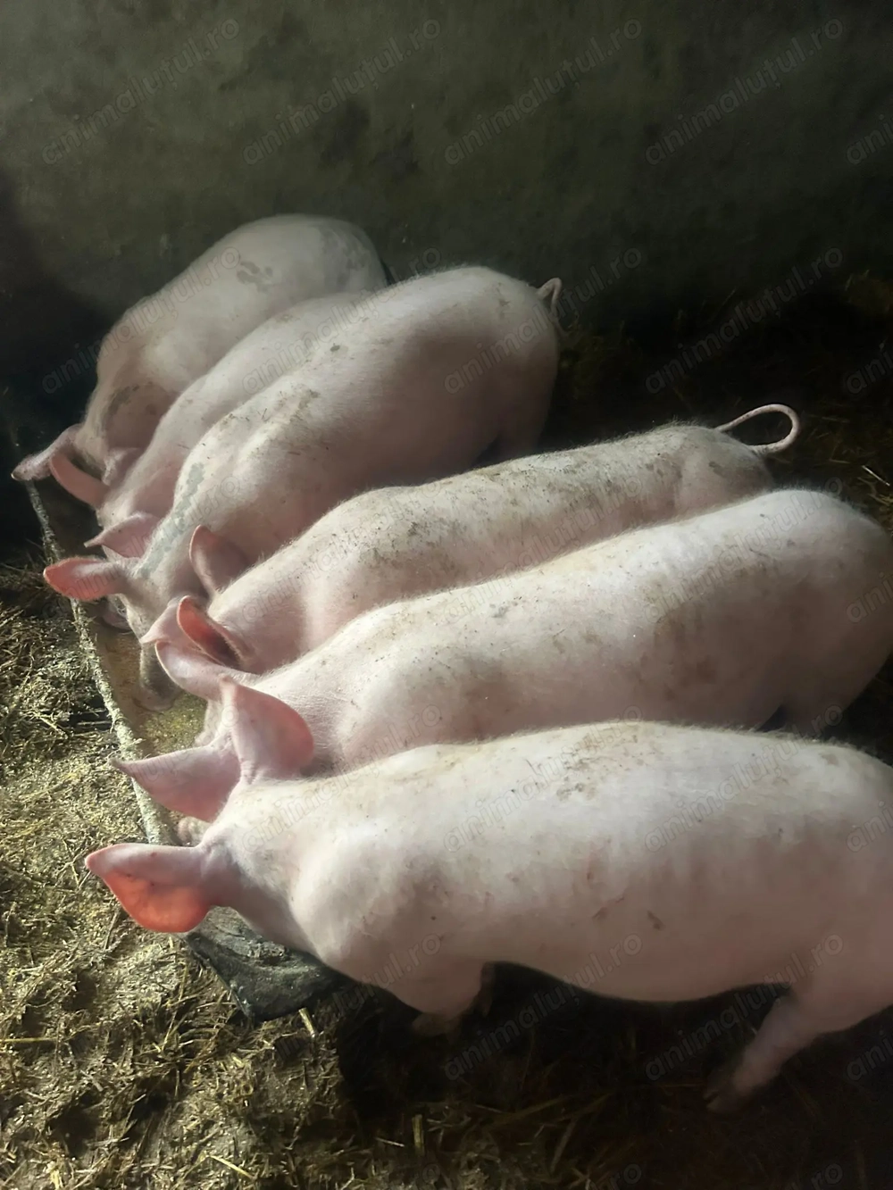 Purcei grasuni de carne