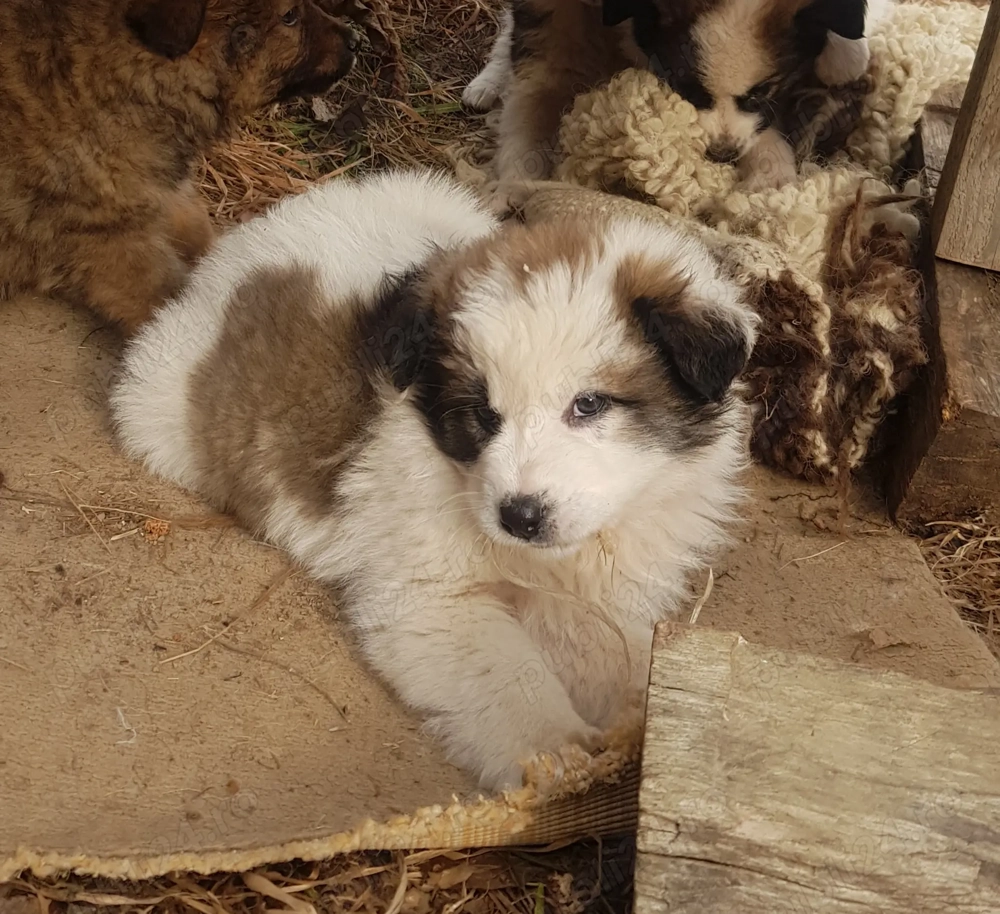 Catei de rasa metis ciobanesc spre adoptie