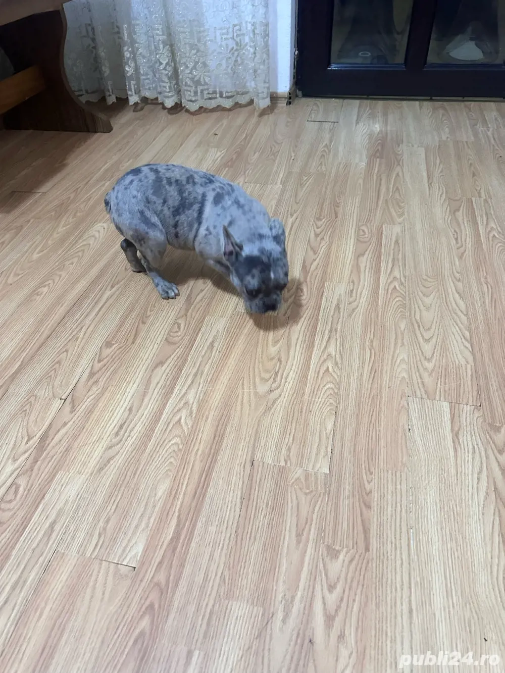 vand buldog francez detalii la telefon 