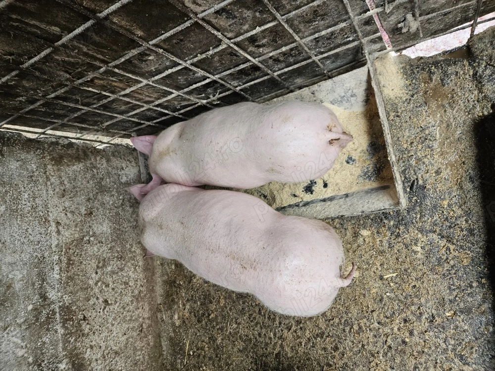 Pereche purcei pietrain francez 