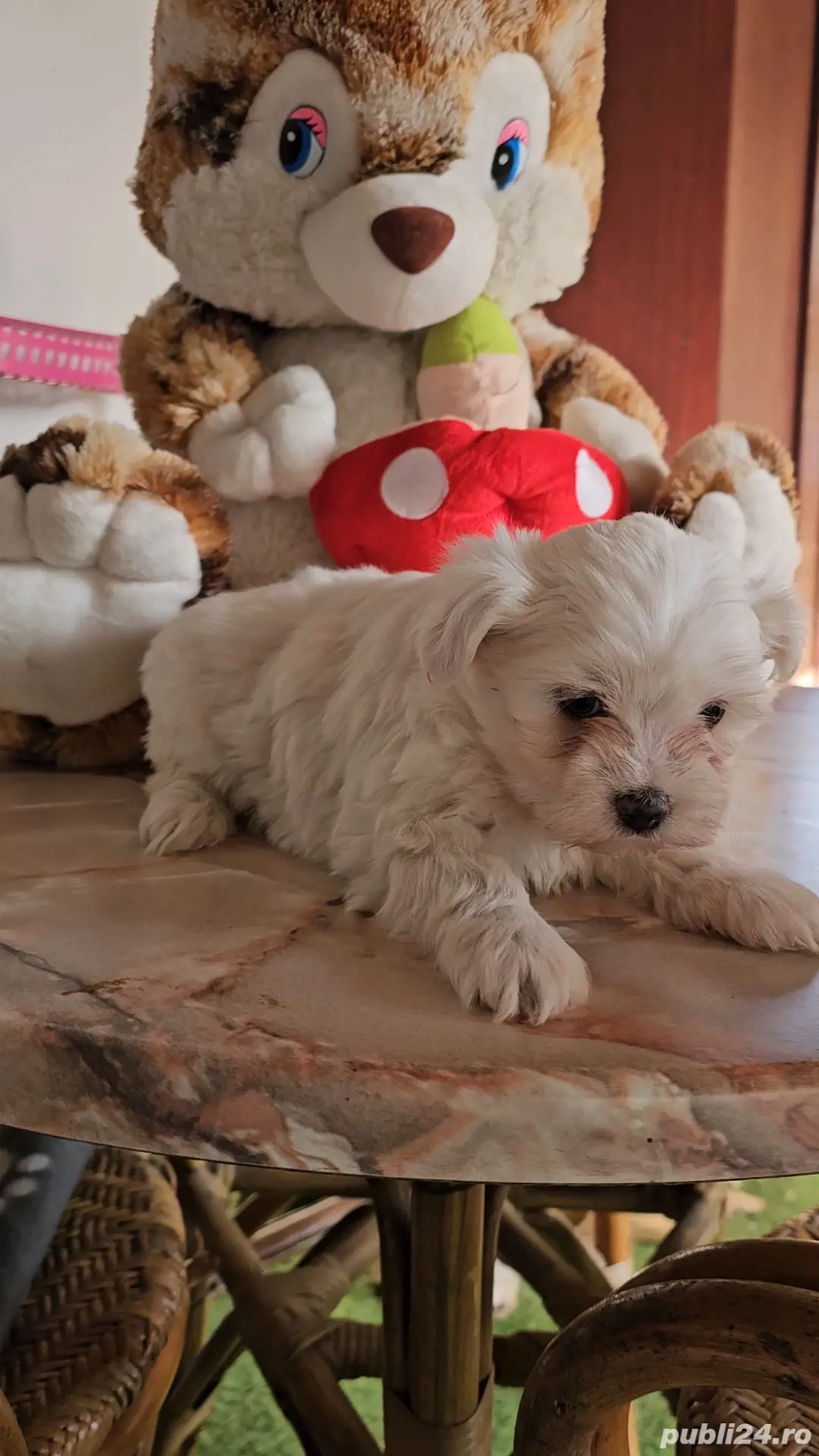 Cățelușii Maltezi