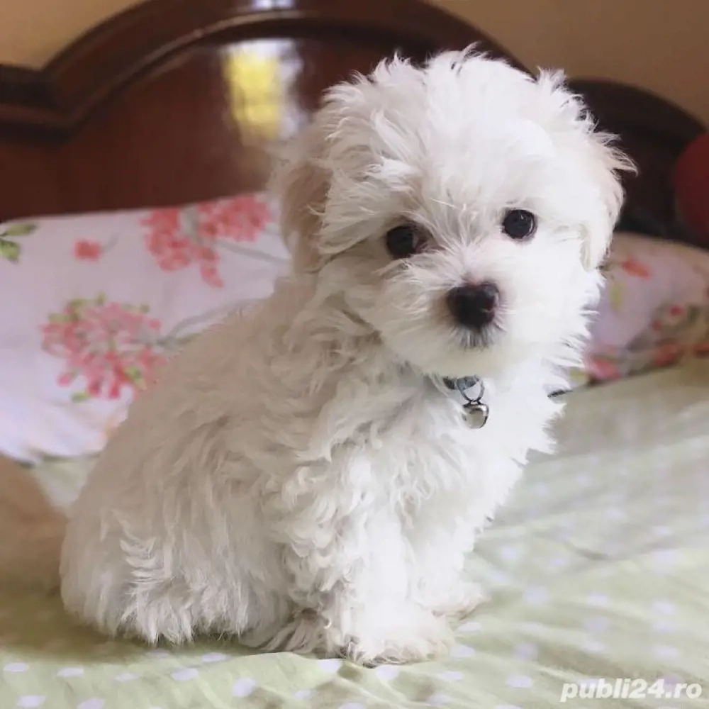 Bichon maltez baiat si fetita posibilitate transport