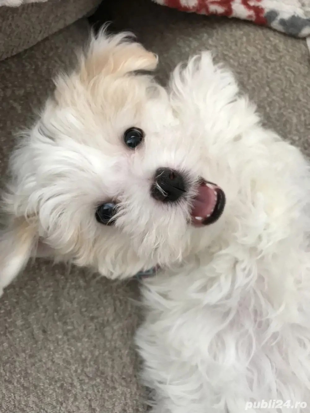 Bichon alb posibilitate transport 