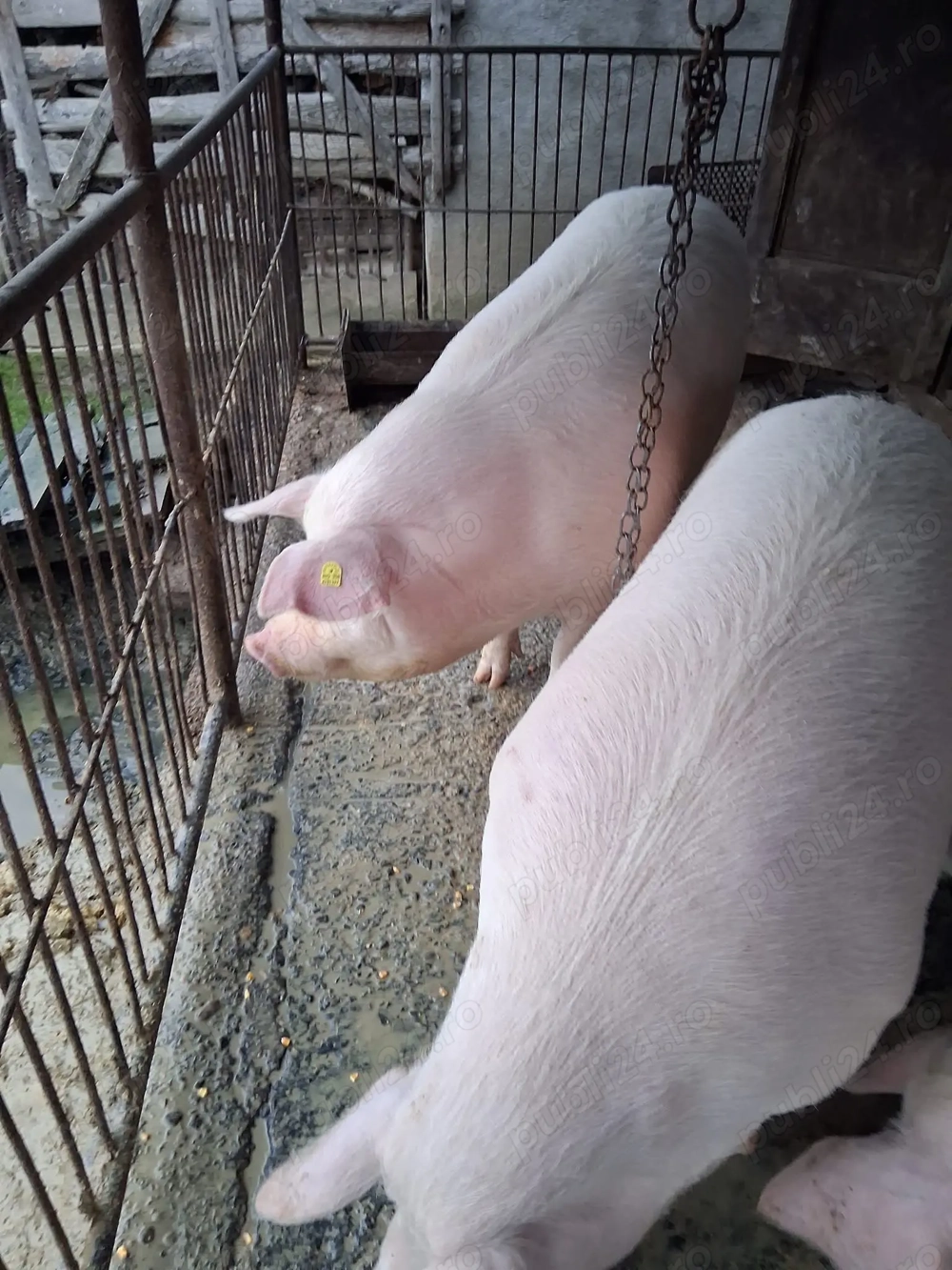 Vând porci crescuți în gospodărie proprie 