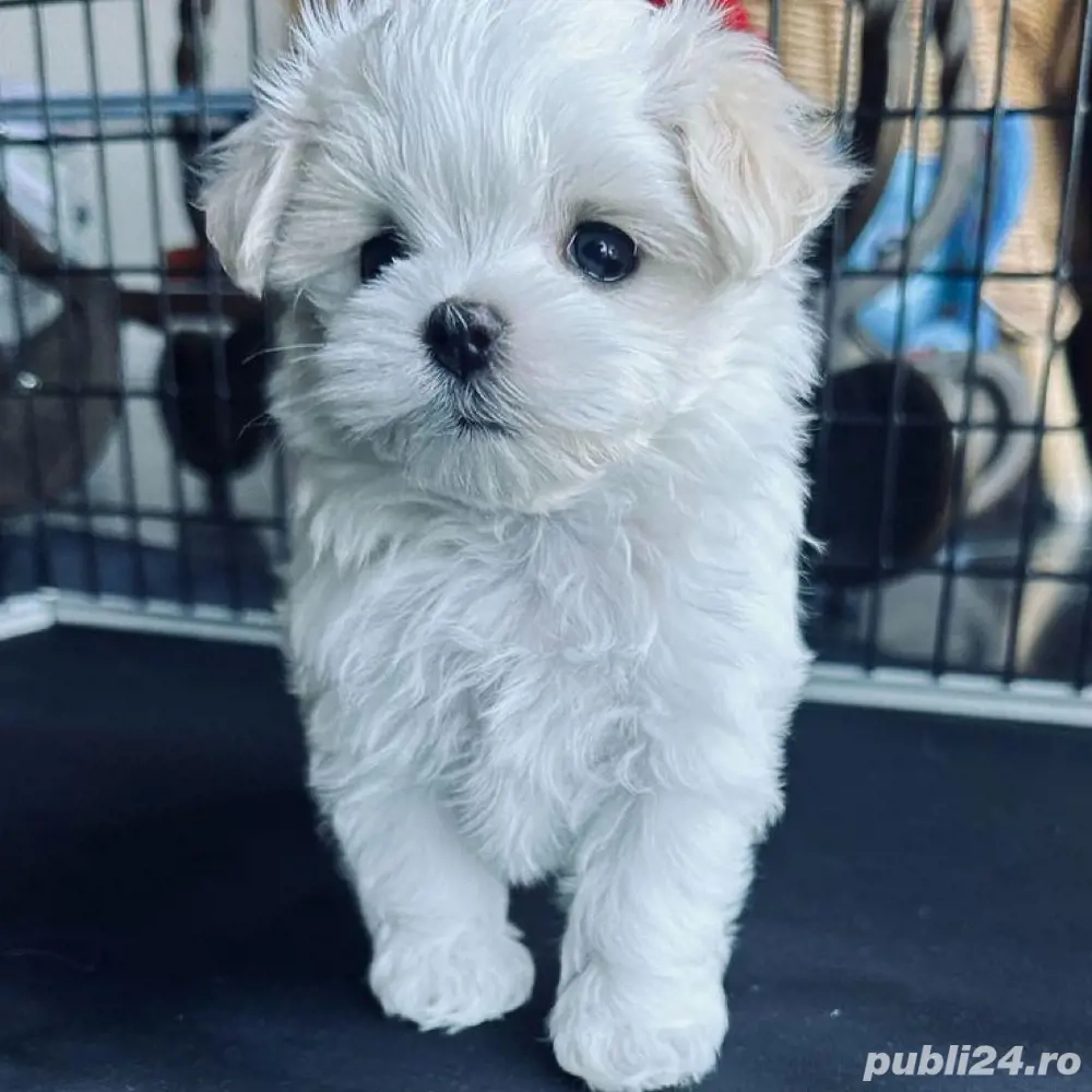 Bichon maltez mini toy Posibilitate transport