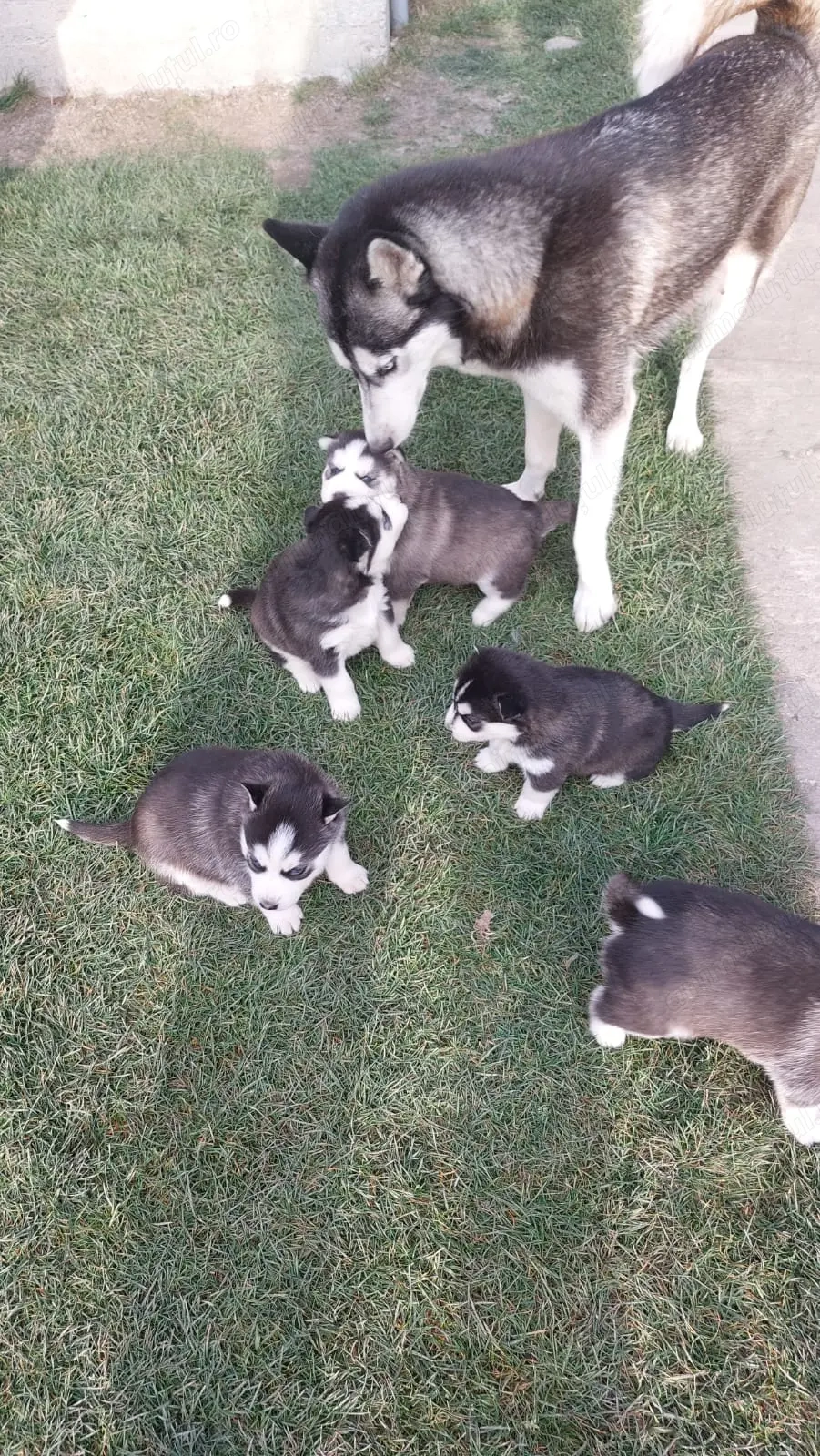 Caută familie 5pui husky siberian 