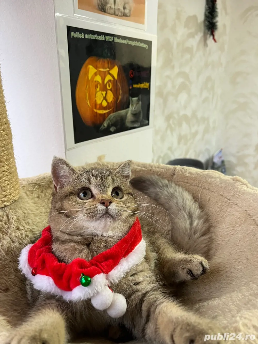 british shorthair golden shaded 