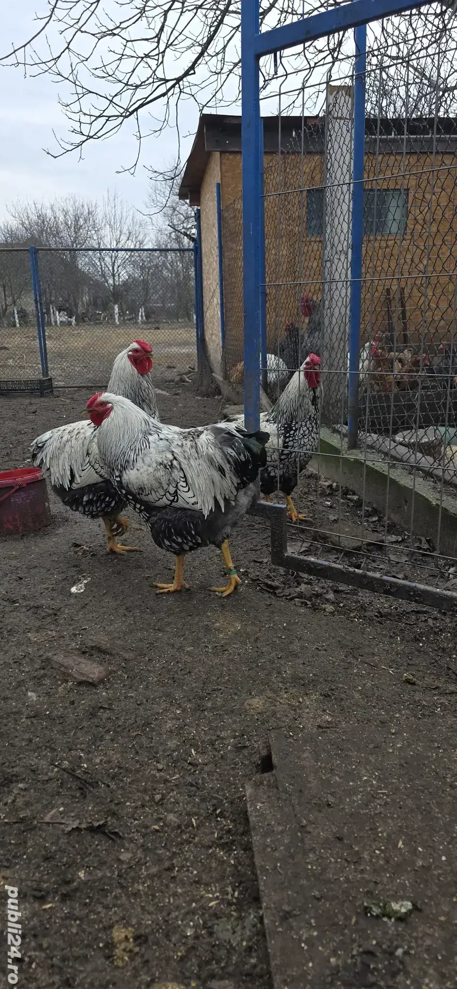 vand cocosi wyandotte 