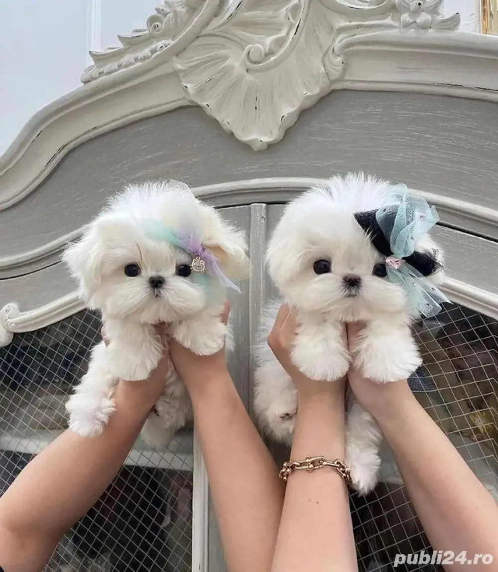 Bichon maltez baiat si fetita asigur transport 