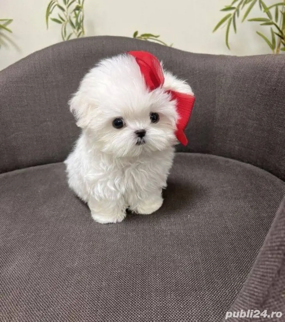 Bichon alb asigur transport