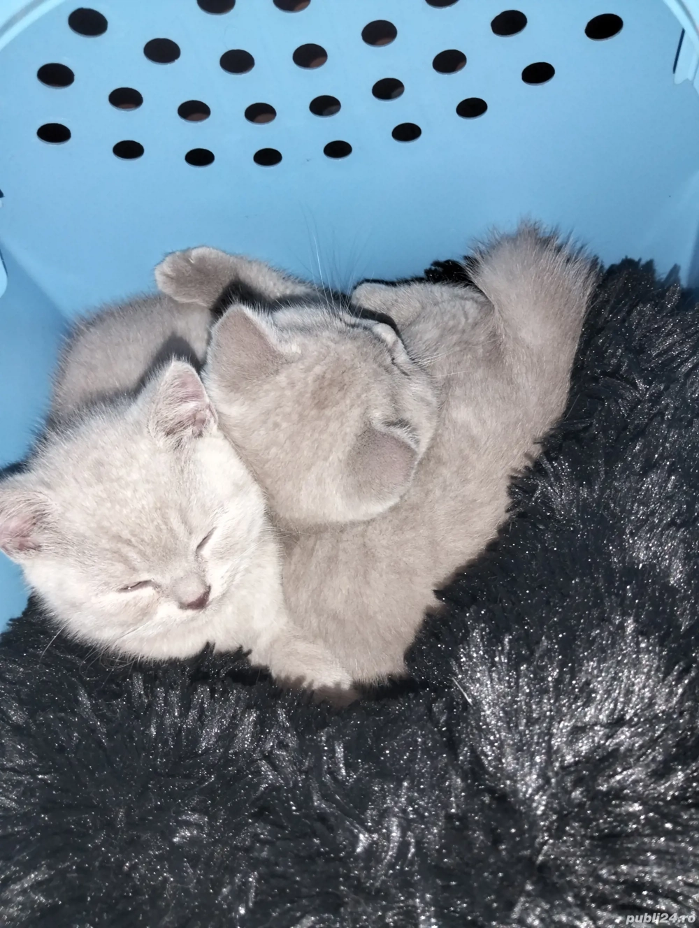 Puiuți British Shorthair Crem 
