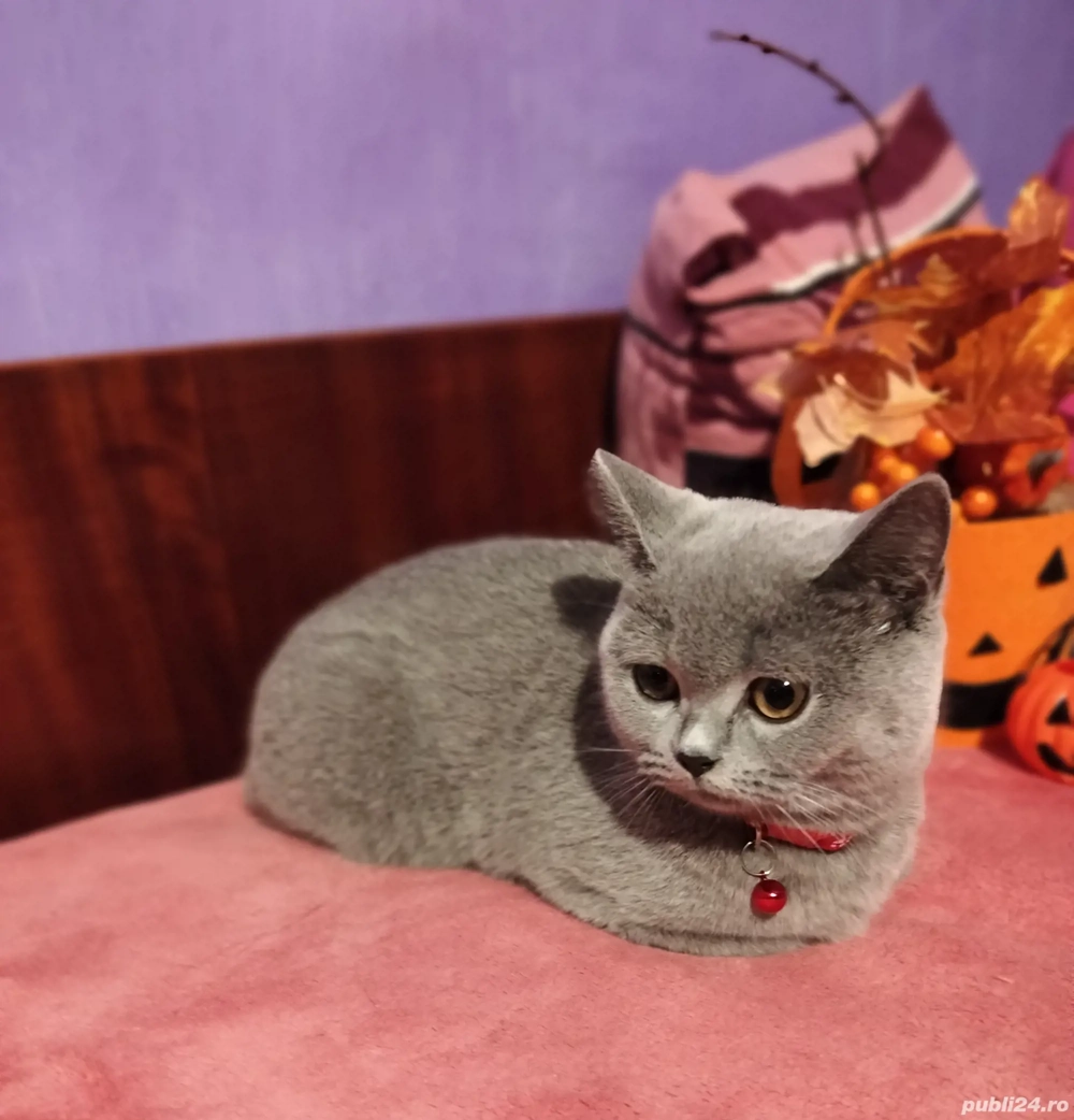 Pisicuță British Shorthair Blue