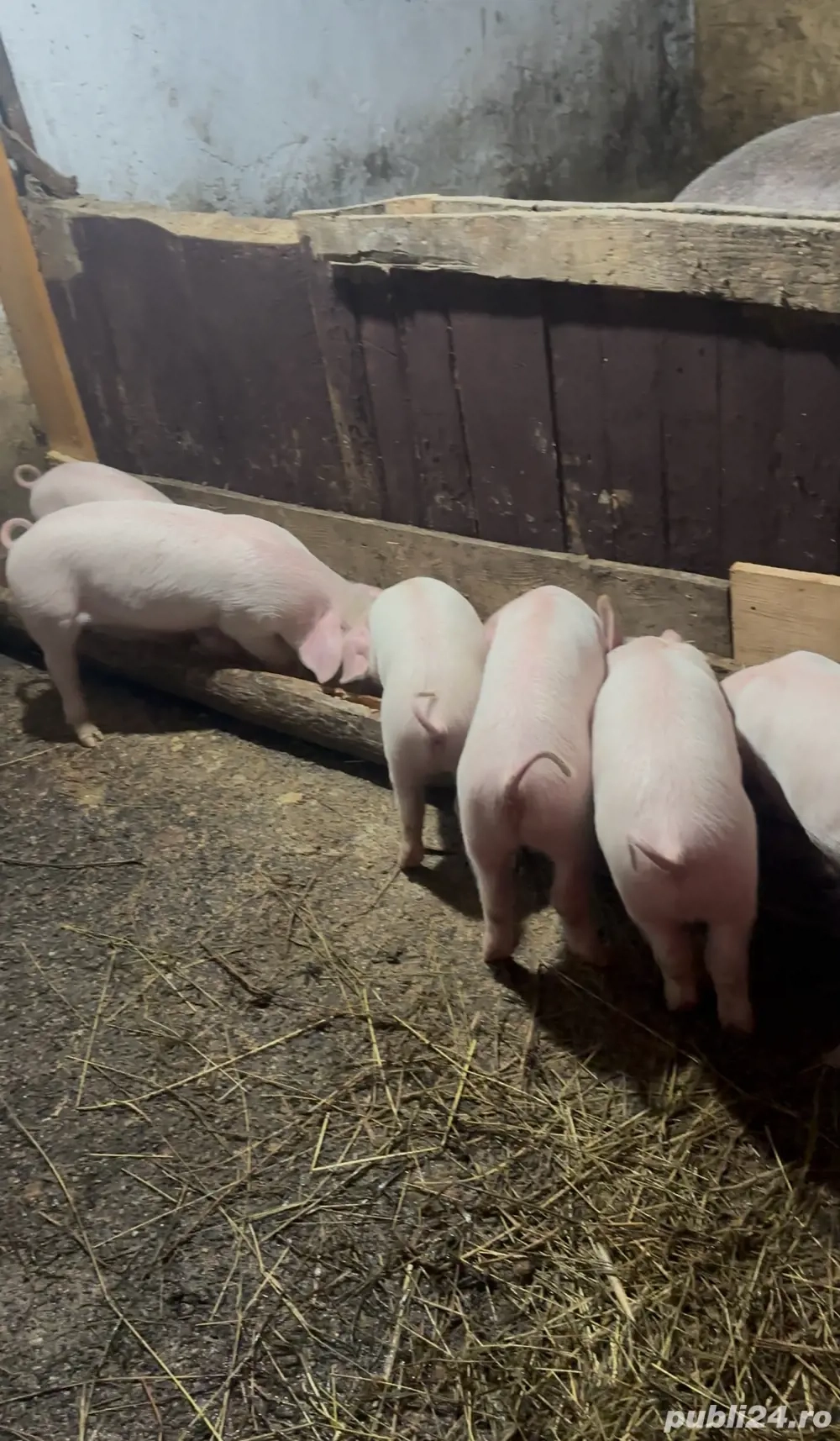 Purcei de vânzare   URGENT   preț negociabil