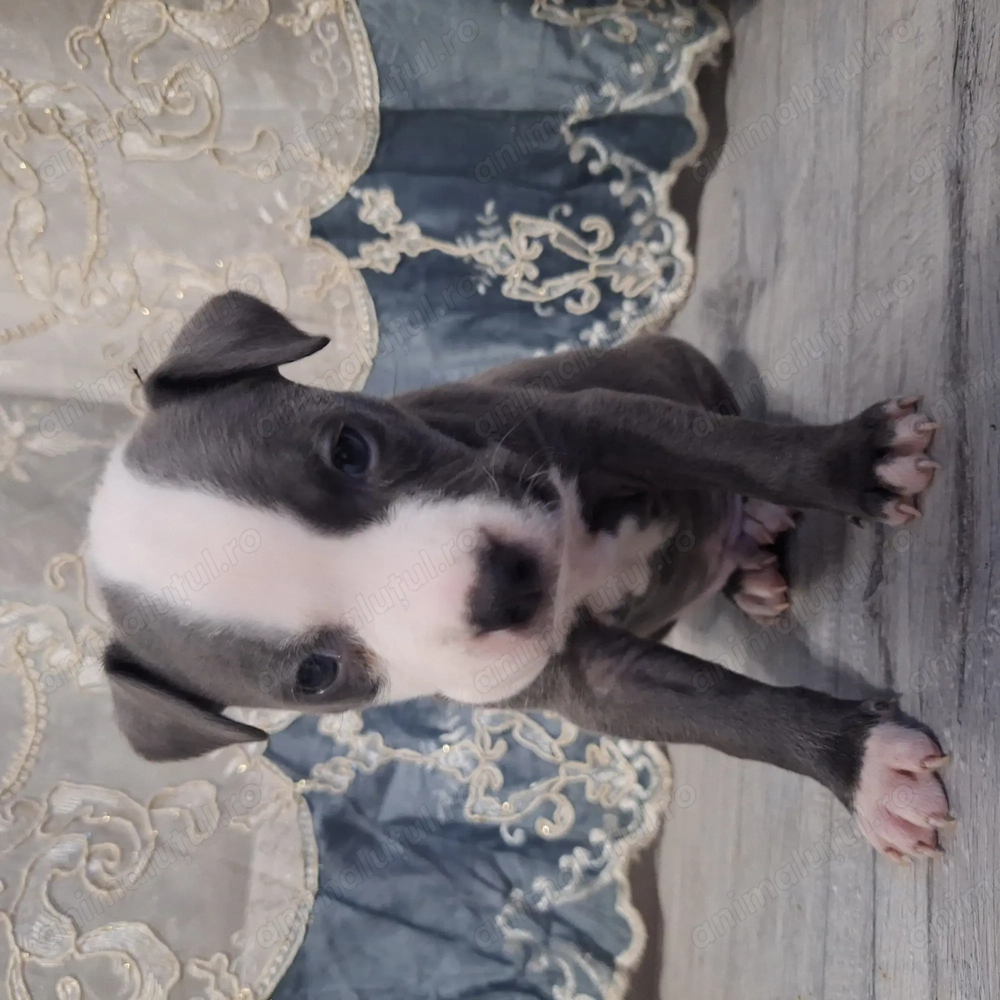 Pui amstaff de vanzare