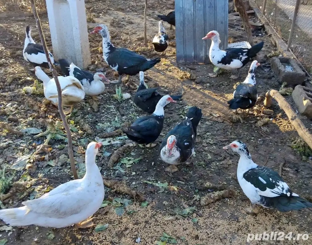 de vanzare rate mute 15 bucati