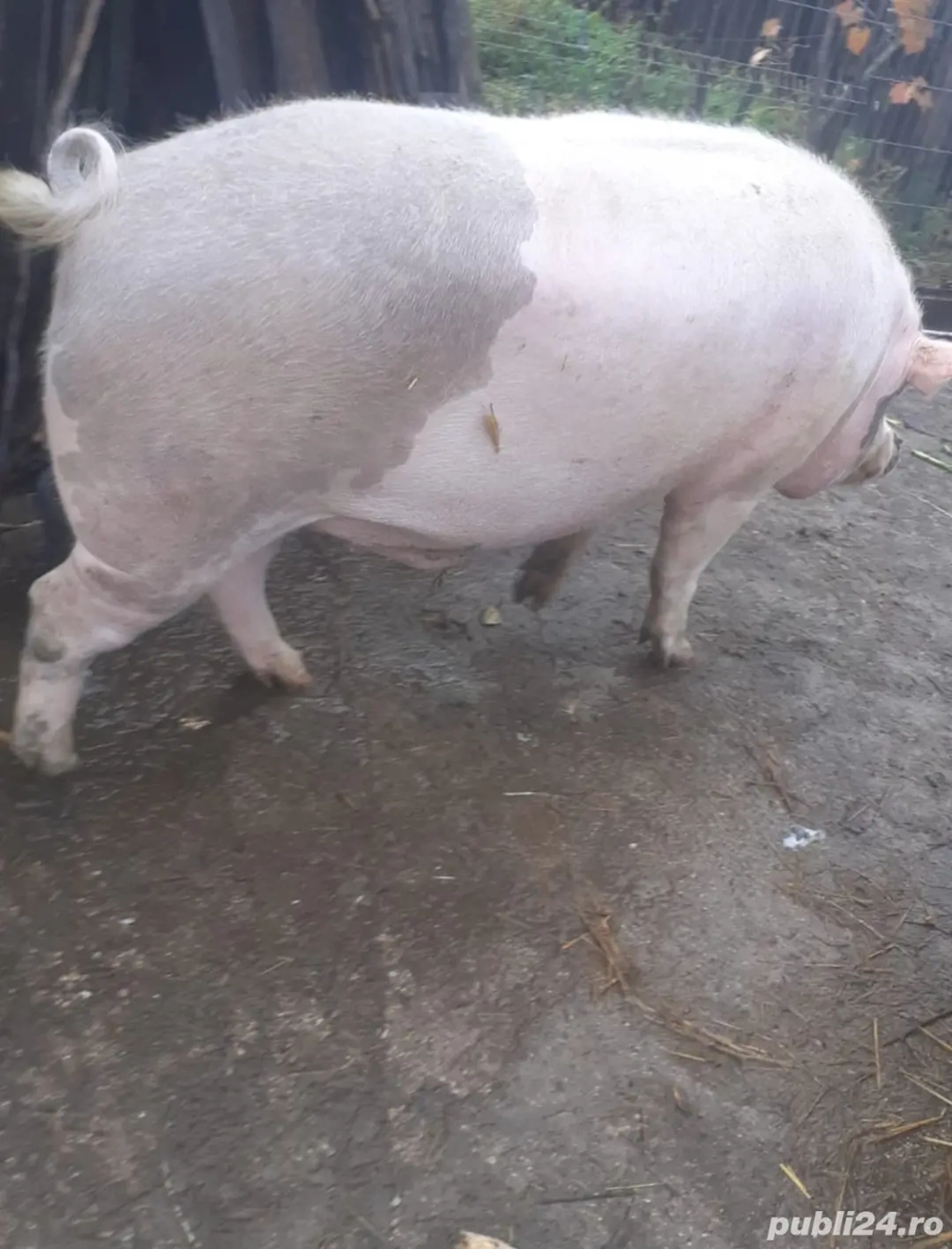 Vand porc 350kg rasa de carne