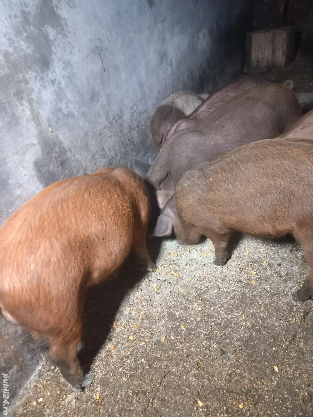 purcei de 11 saptamani 