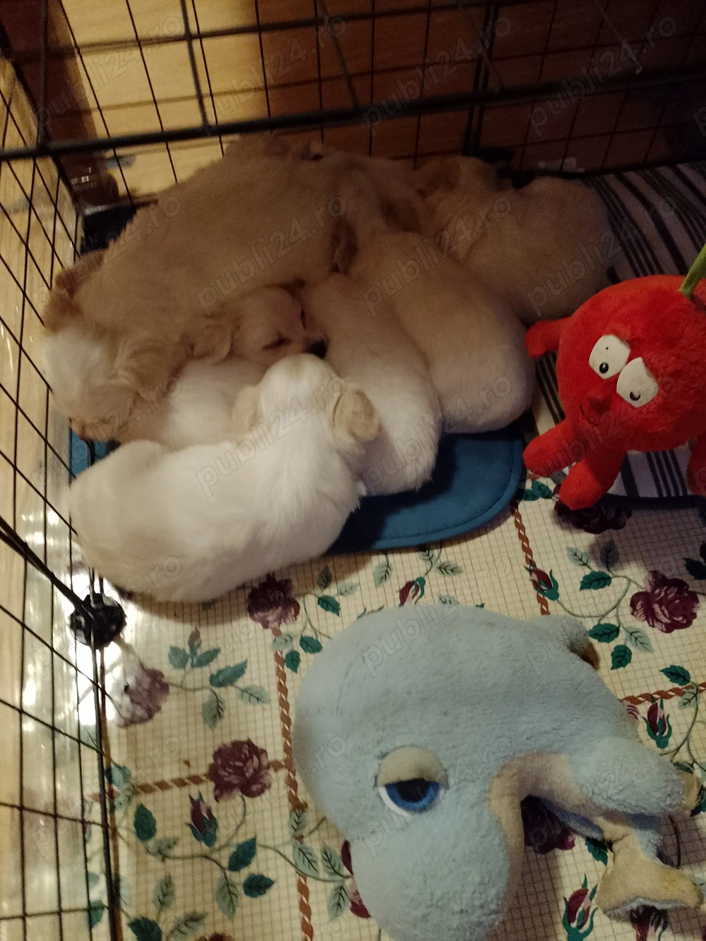 Vând cățeluși bisoni 