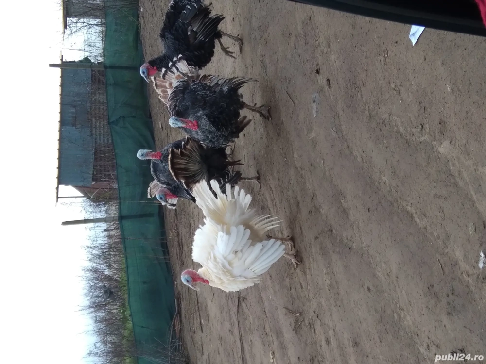 vând curcani de curte hrăniți bio 