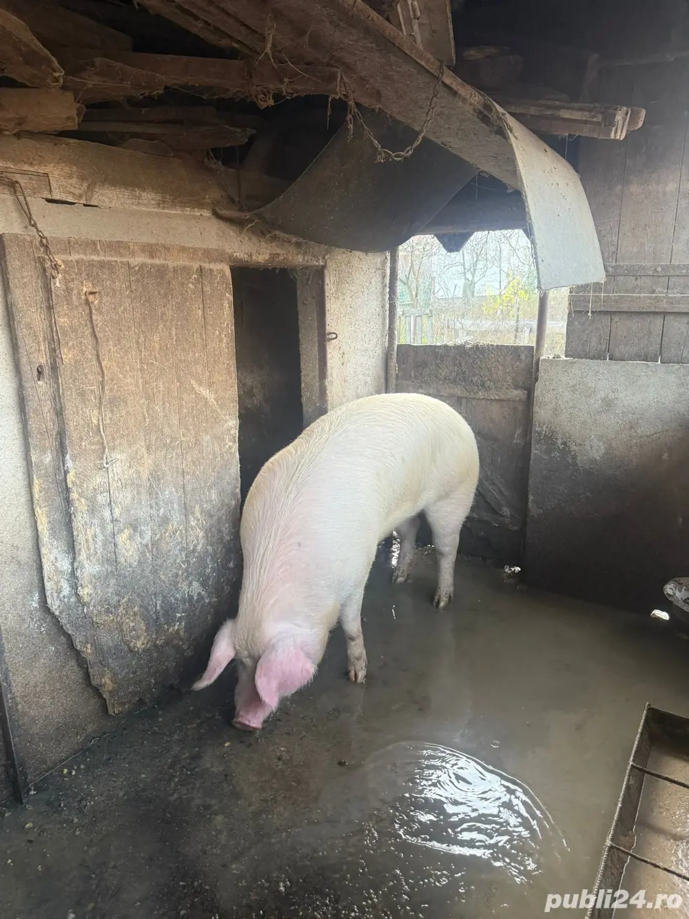 porc pentru sacrificat