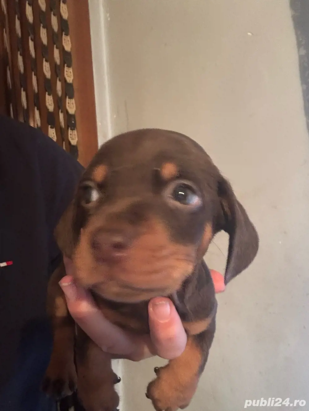 baiat Teckel Ciocolatiu