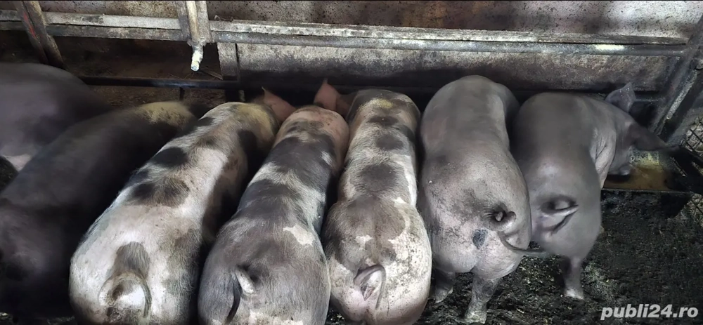 purcei între 25 si 80 kg