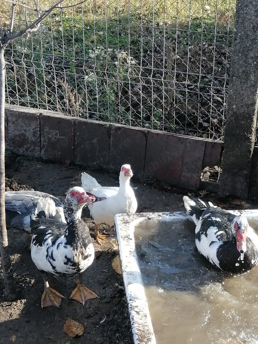 De vânzare rațe mute 