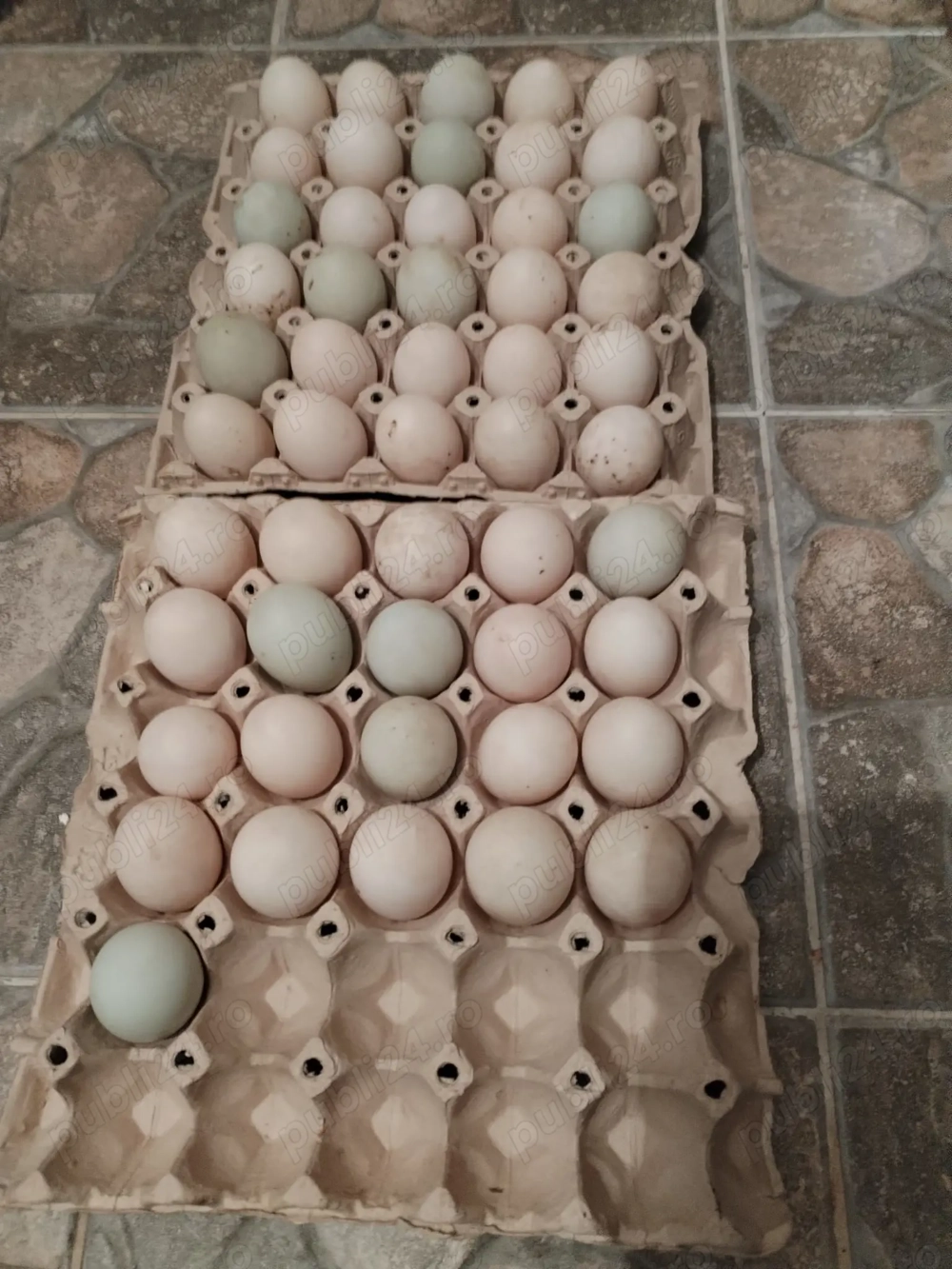 Ouă de rață proaspete 