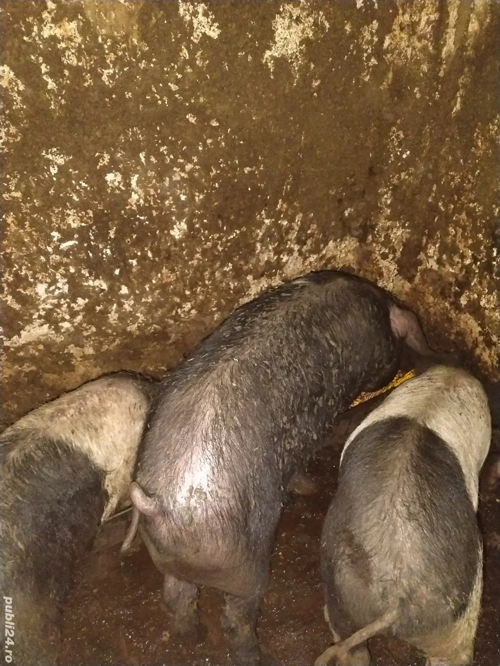 Disponibilii purcei bazna si șoldani. 