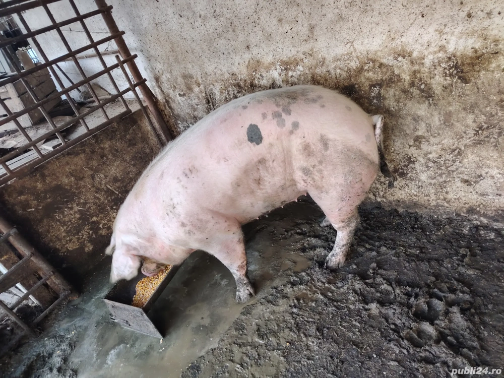  porci pentru craciun