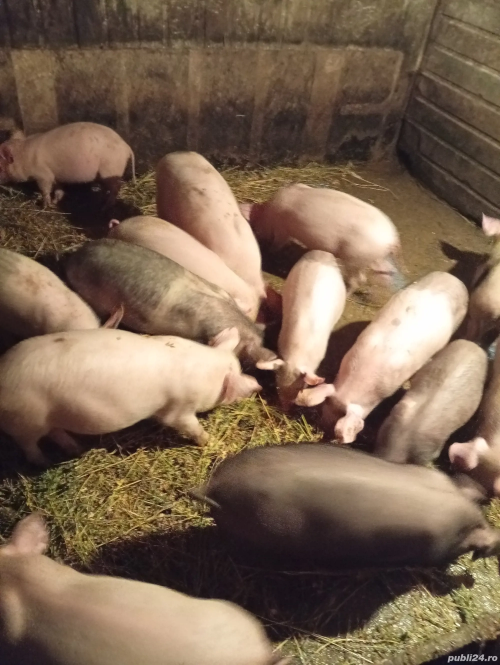 Vând 6 Purcele Preț 700 lei bucata preț fix 