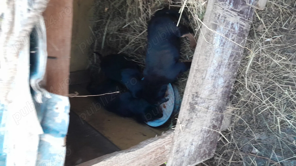 De vânzare cățeluși 