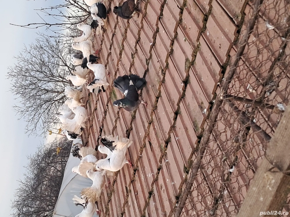 Porumbei înfoiați disponibili