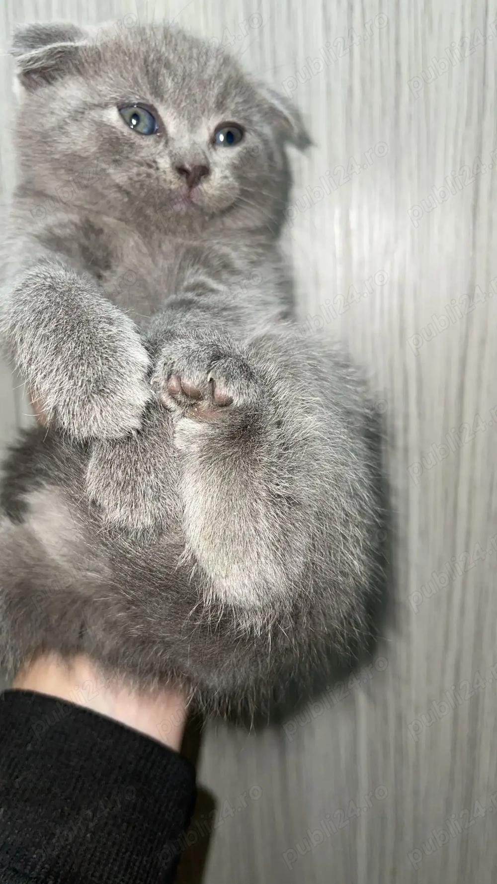 pui scotish fold 7 saptamani