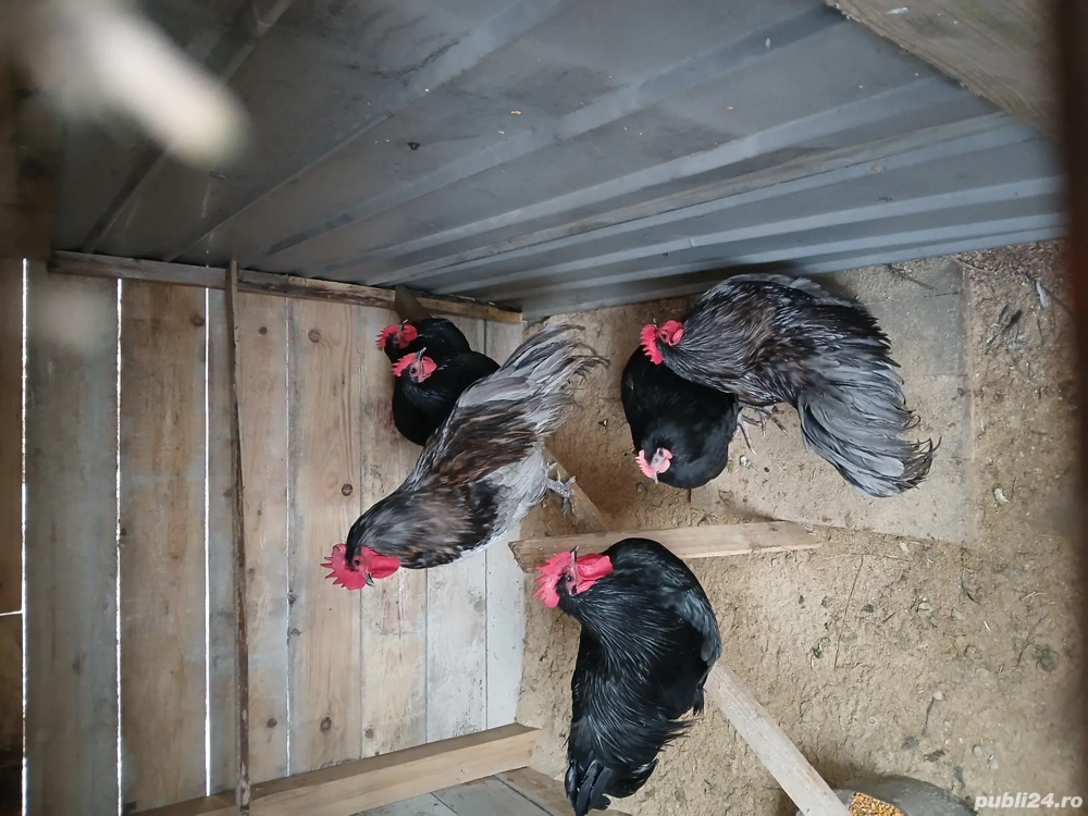 cocoși Australorp 